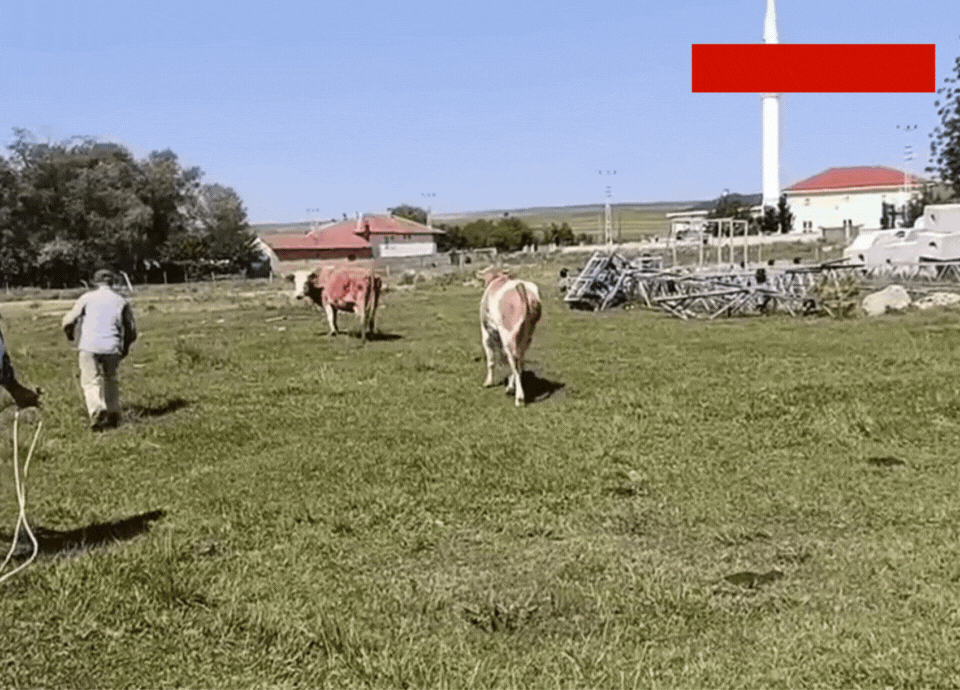 Yozgat'ta kurbanlık firarı! Sahibini ezip mahalleyi birbirine kattı