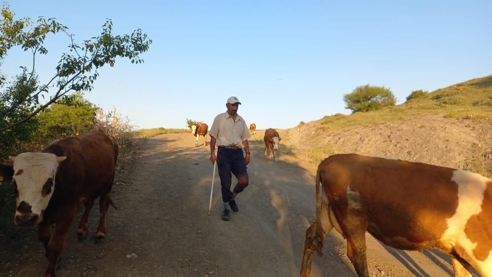 Çobanlık Kıymete Bindi2