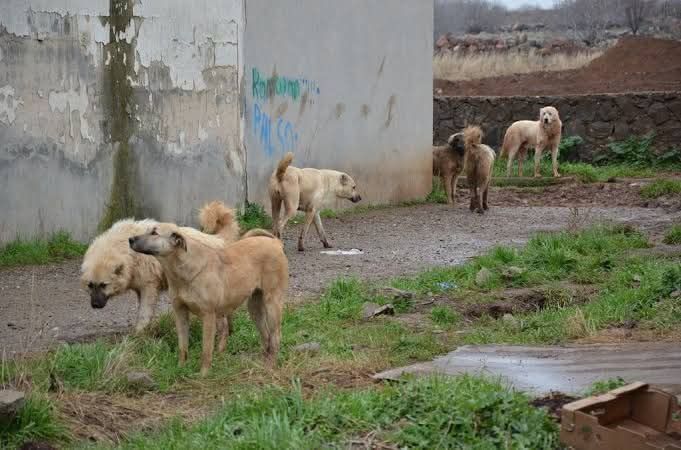 Sokağa Bırakanlara Ağır Ceza