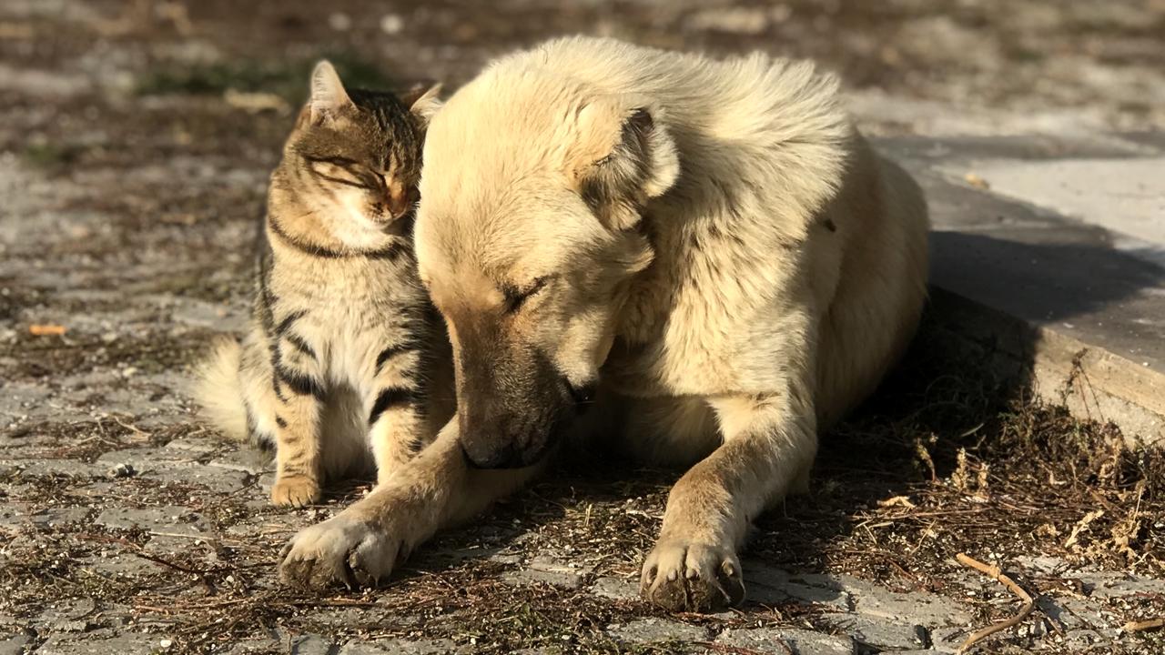 Sokağa Bırakanlara Ağır Ceza1