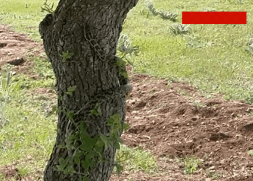 Yozgat'ta gölgesinde dinlendiği ağaçta yılanla göz göze geldi