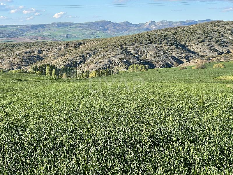 Yozgat Tarla (1)