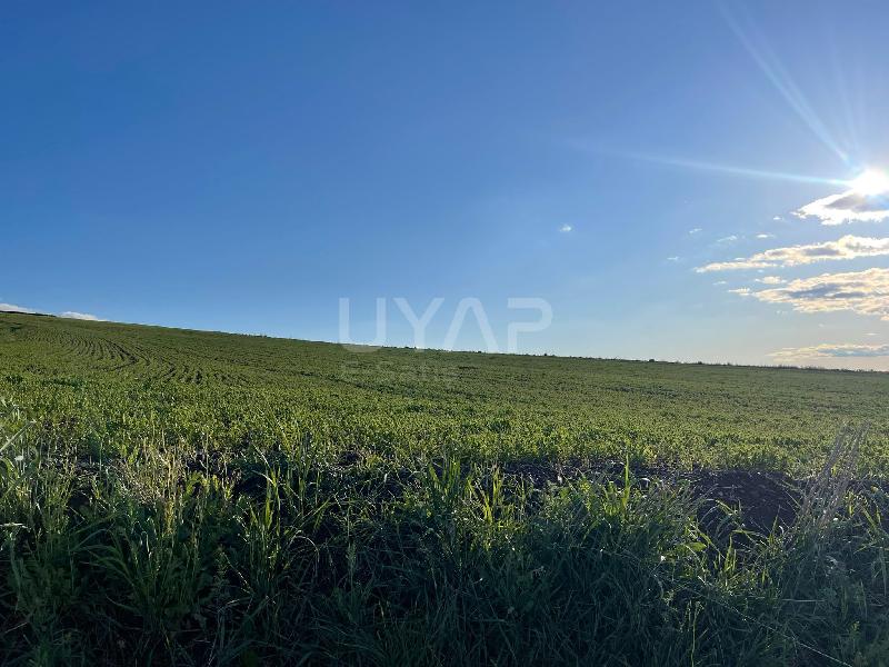 Yozgat Tarla (2)