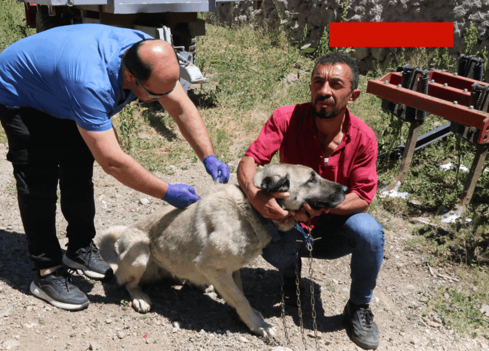 Yozgat’ta köpeklere mikroçip takılıyor