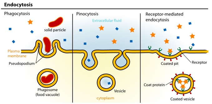 Endositoz Nedir (1)