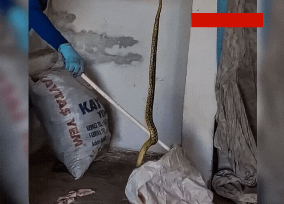 Yozgat'ta evinde dev yılan buldu!