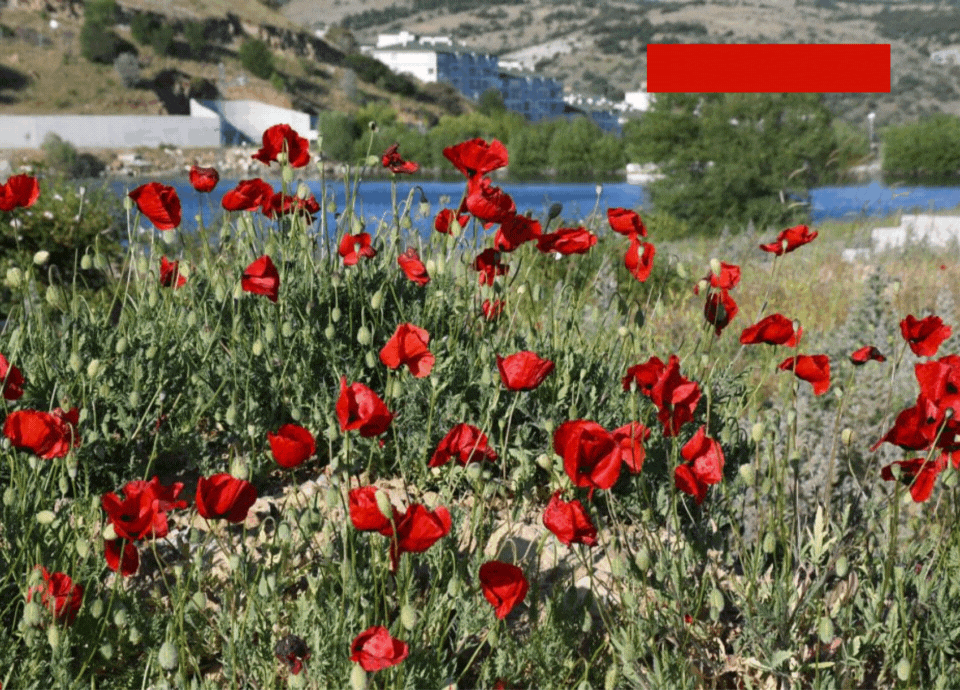 Yozgat'ta binlerce gelincik doğayı kırmızıya boyadı