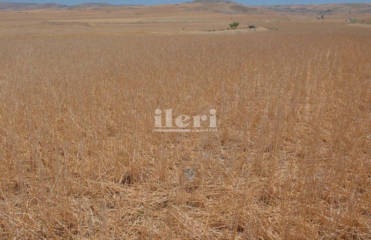Kayalar (1)
