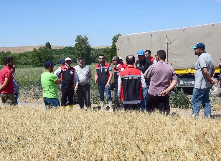 Yerli Buğday Hasadı Başladı2