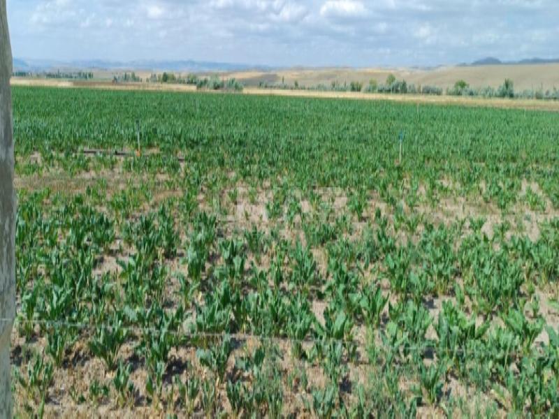 Yozgat Tarla1