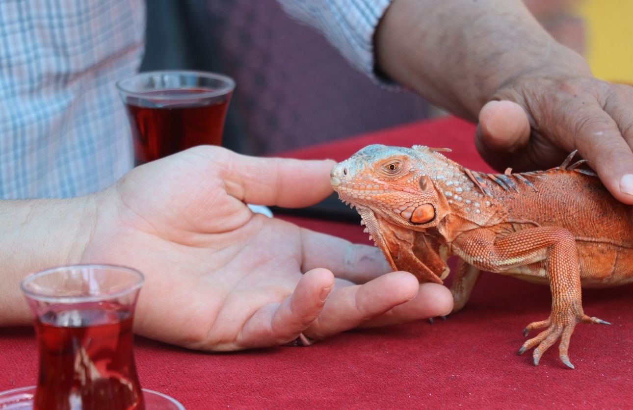 Iguana Ökkeş (6)