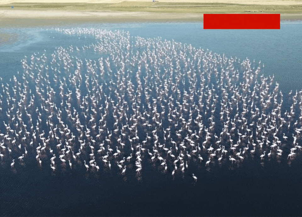 Yozgat’ta flamingolar jandarma korumasında