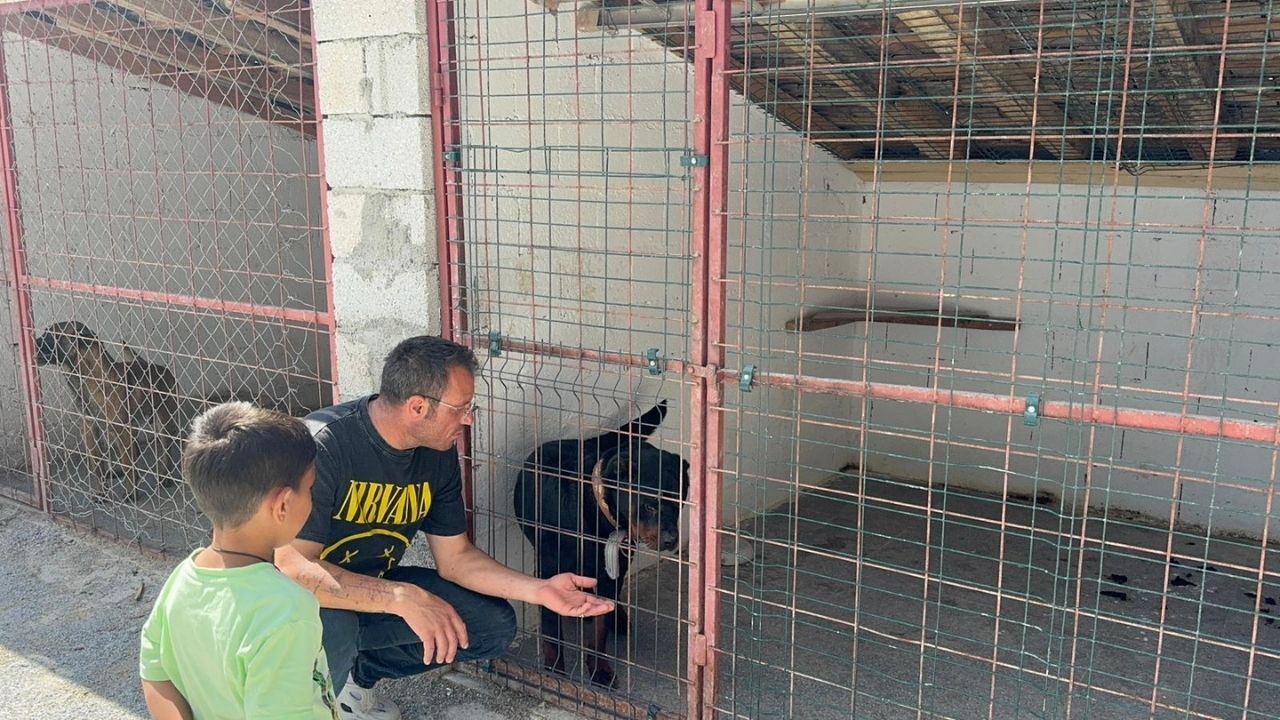 Hayvan Çiftliği (1)