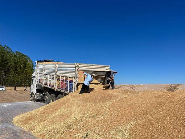 Tmo Alımları Başladı 3