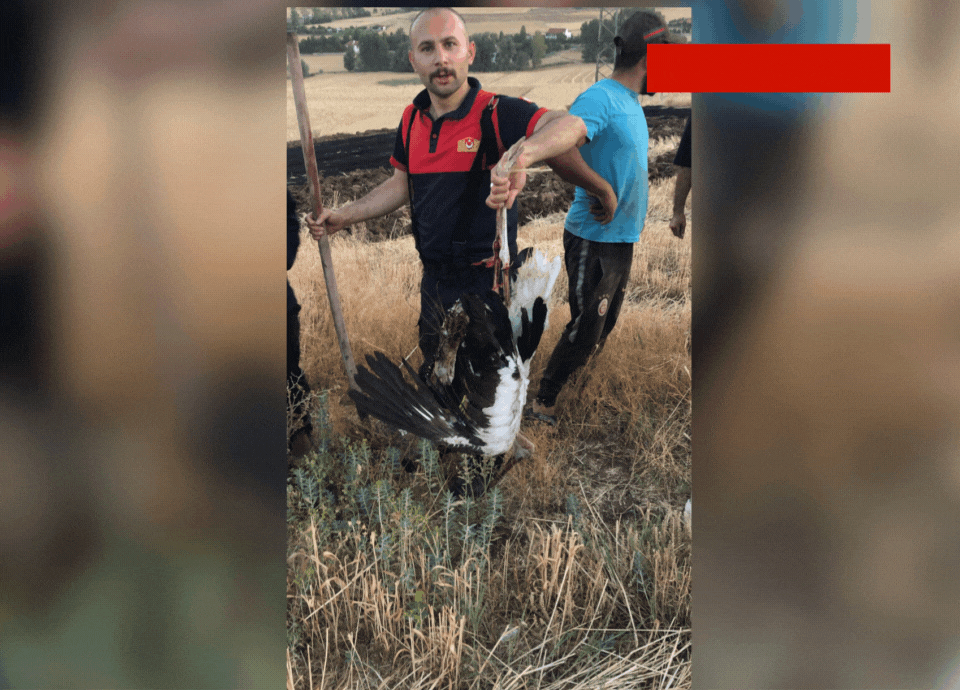 Topçu köyünde yangın paniği: Leylek elektrik teline çarptı!