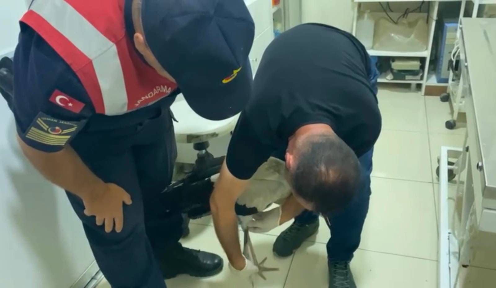 Yaralı Leylek Koruma Altında