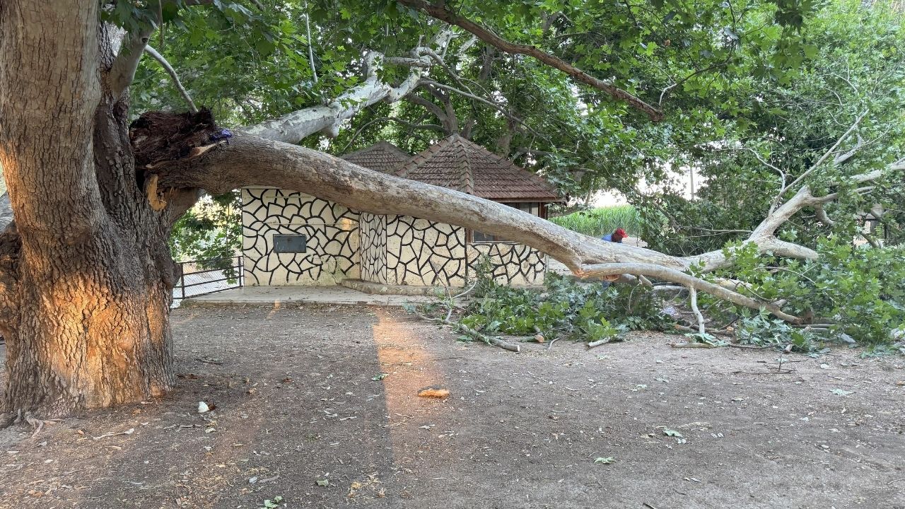 Ağaç Dalı (2)-1