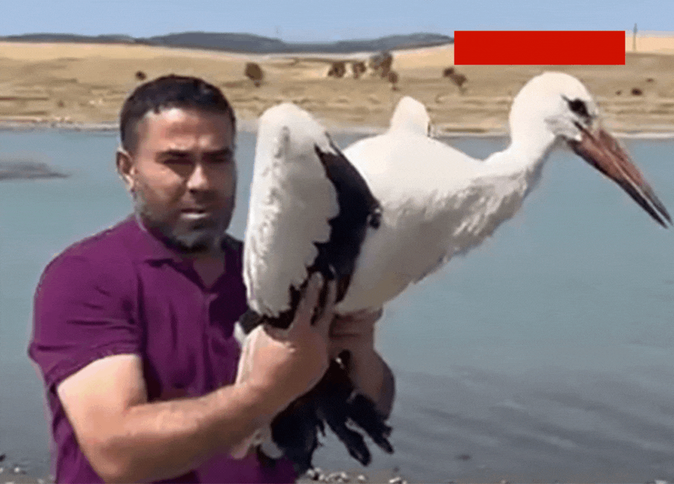 Yozgat'ta yaralı leylek sağlığına kavuştu: Doğaya bırakıldı!