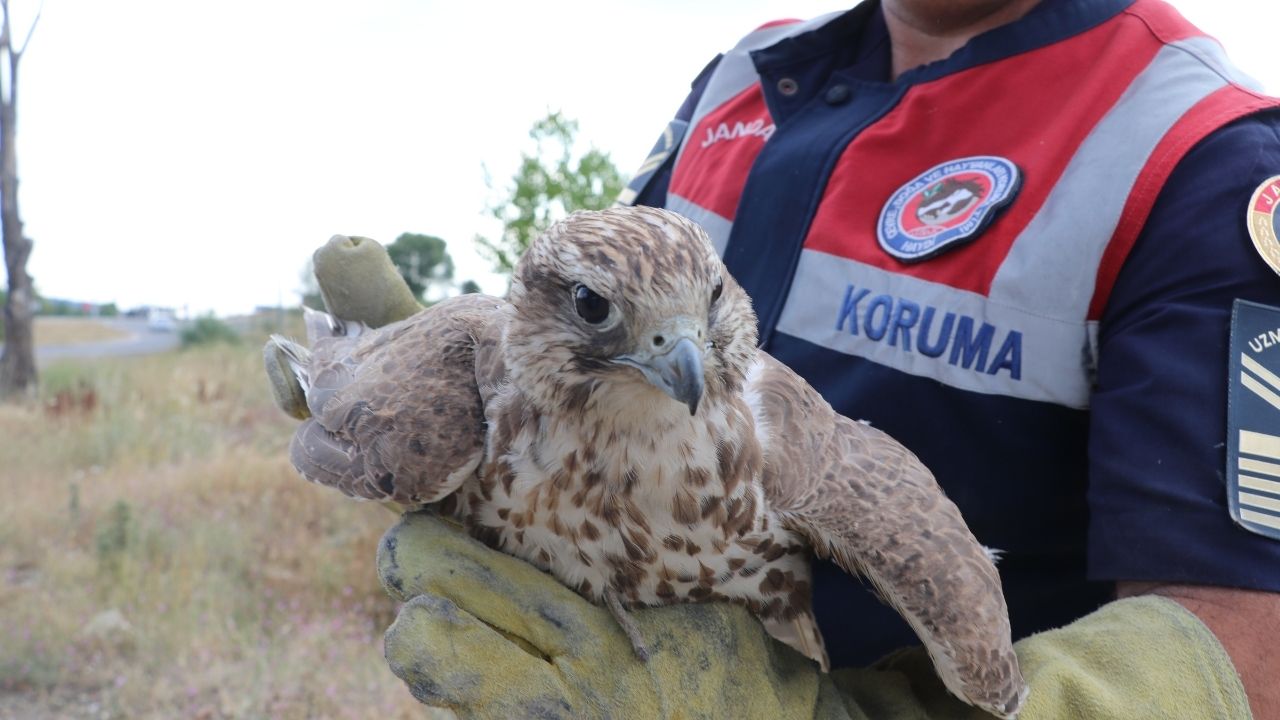 Yabani Kuş (1)