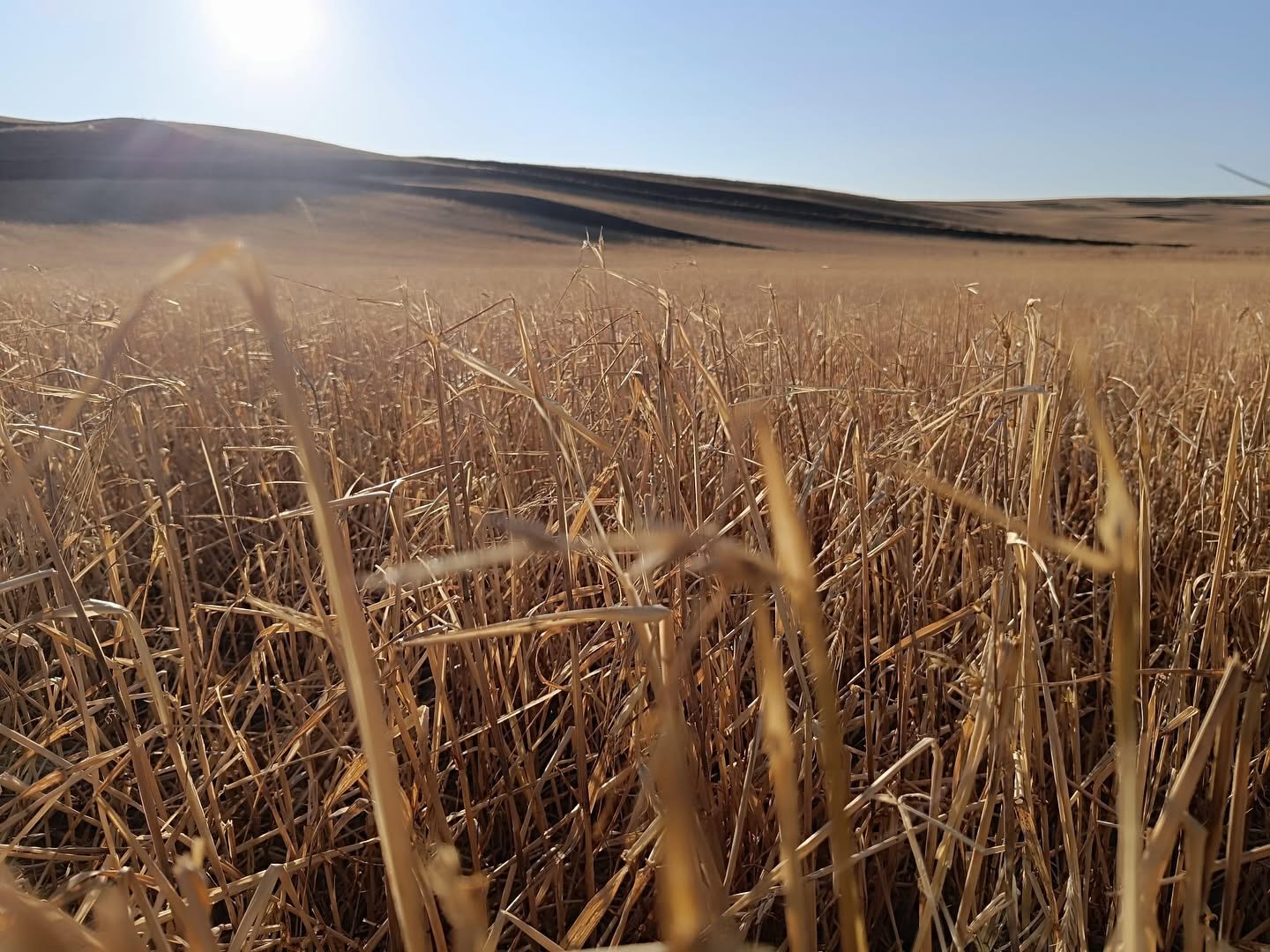 Erken Tespitle Ormanı Kurtar1