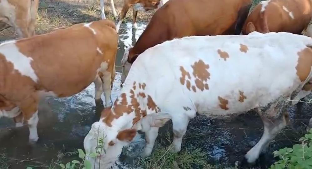 Hayvanlar Için Gölet Yaptılar4