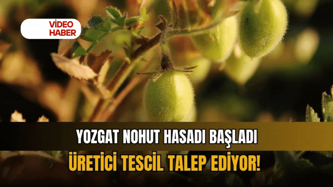 Yozgat nohut hasadı başladı: Üreticiler tescil talep ediyor!