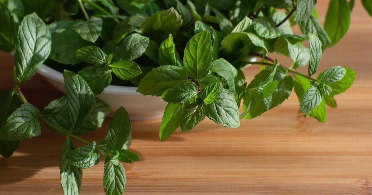 Yozgat’ın Topraklarında Yetişen Nanenin Faydaları! (5)