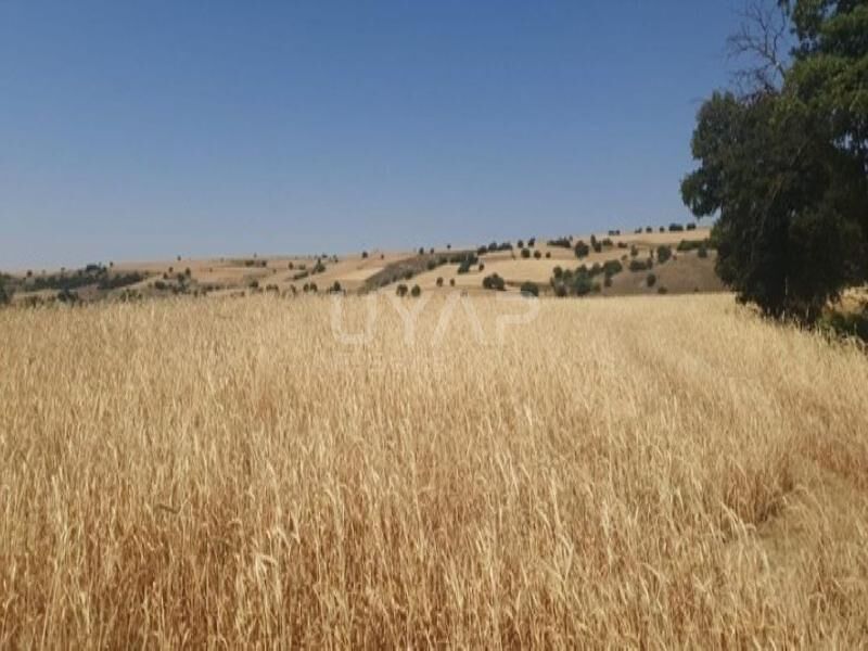 Tarla Mahkemeden Satışta