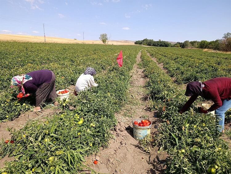 Yüzde 30 Verim Artışı Sağlandı 2