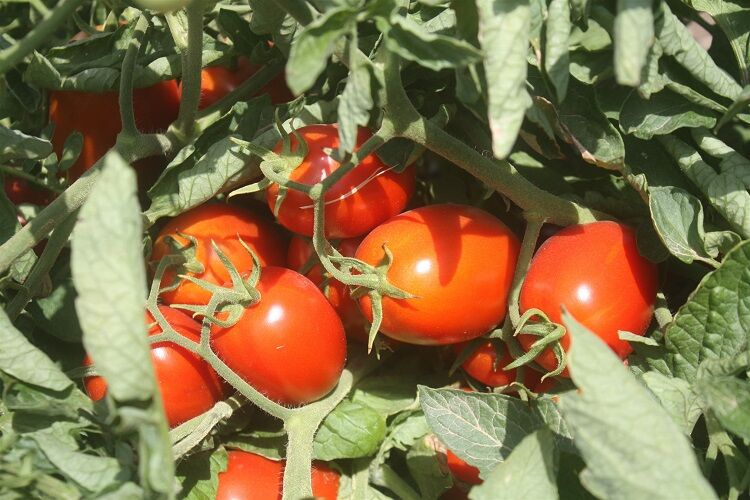 Yüzde 30 Verim Artışı Sağlandı 3