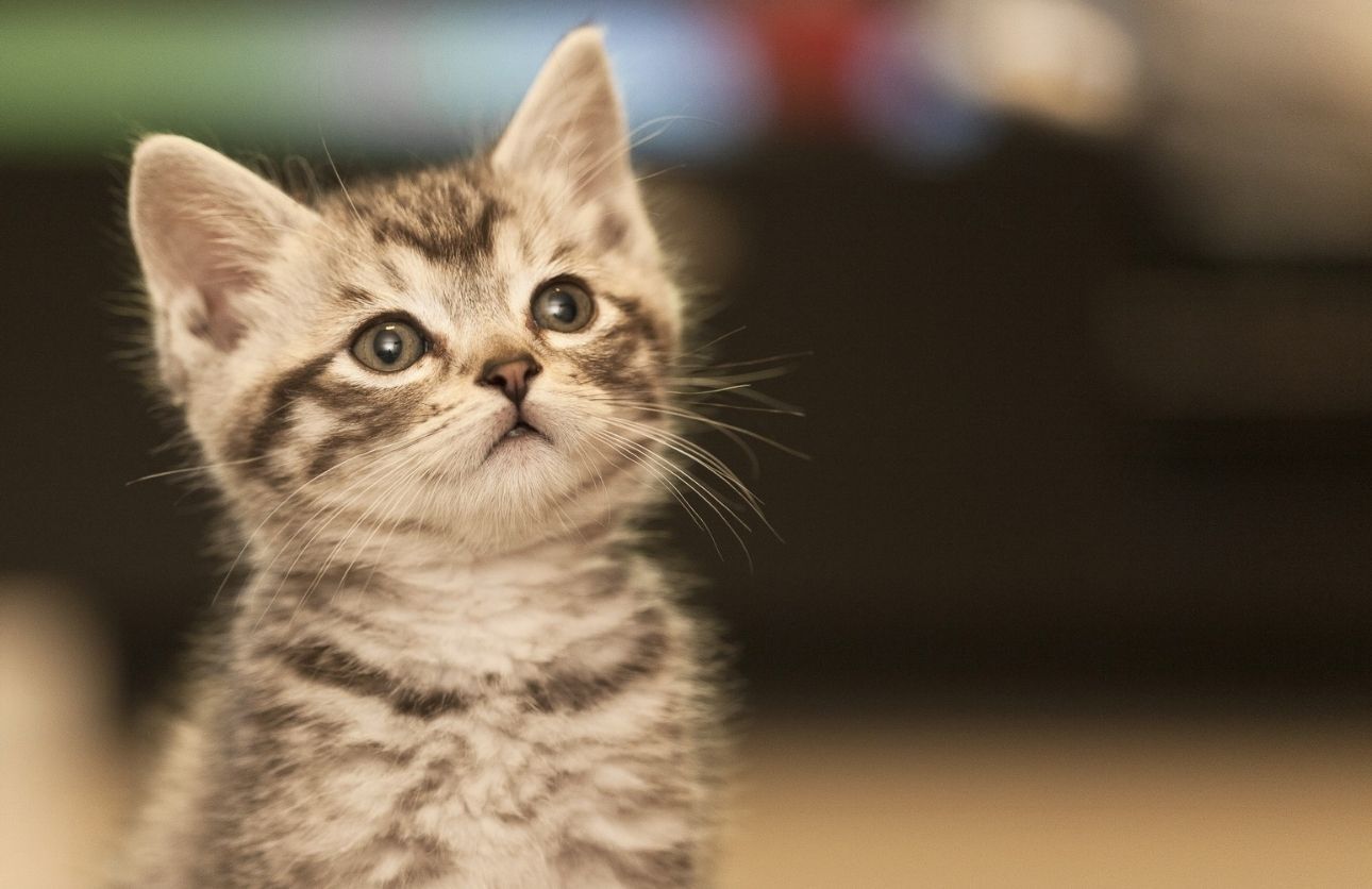 Kedi (3)
