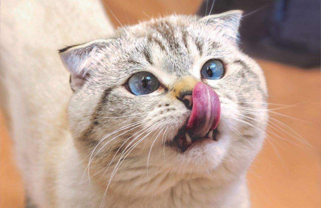Kedi (4)