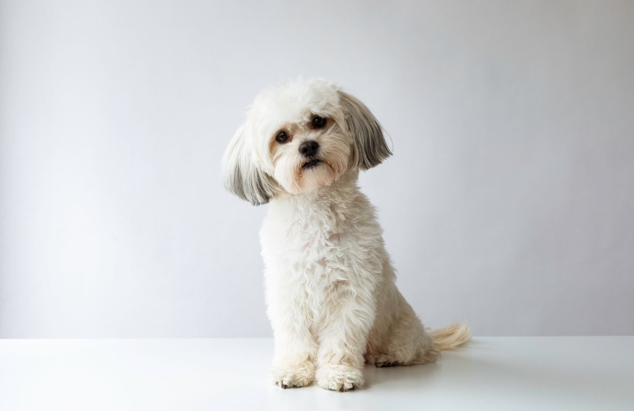 Köpek (3)