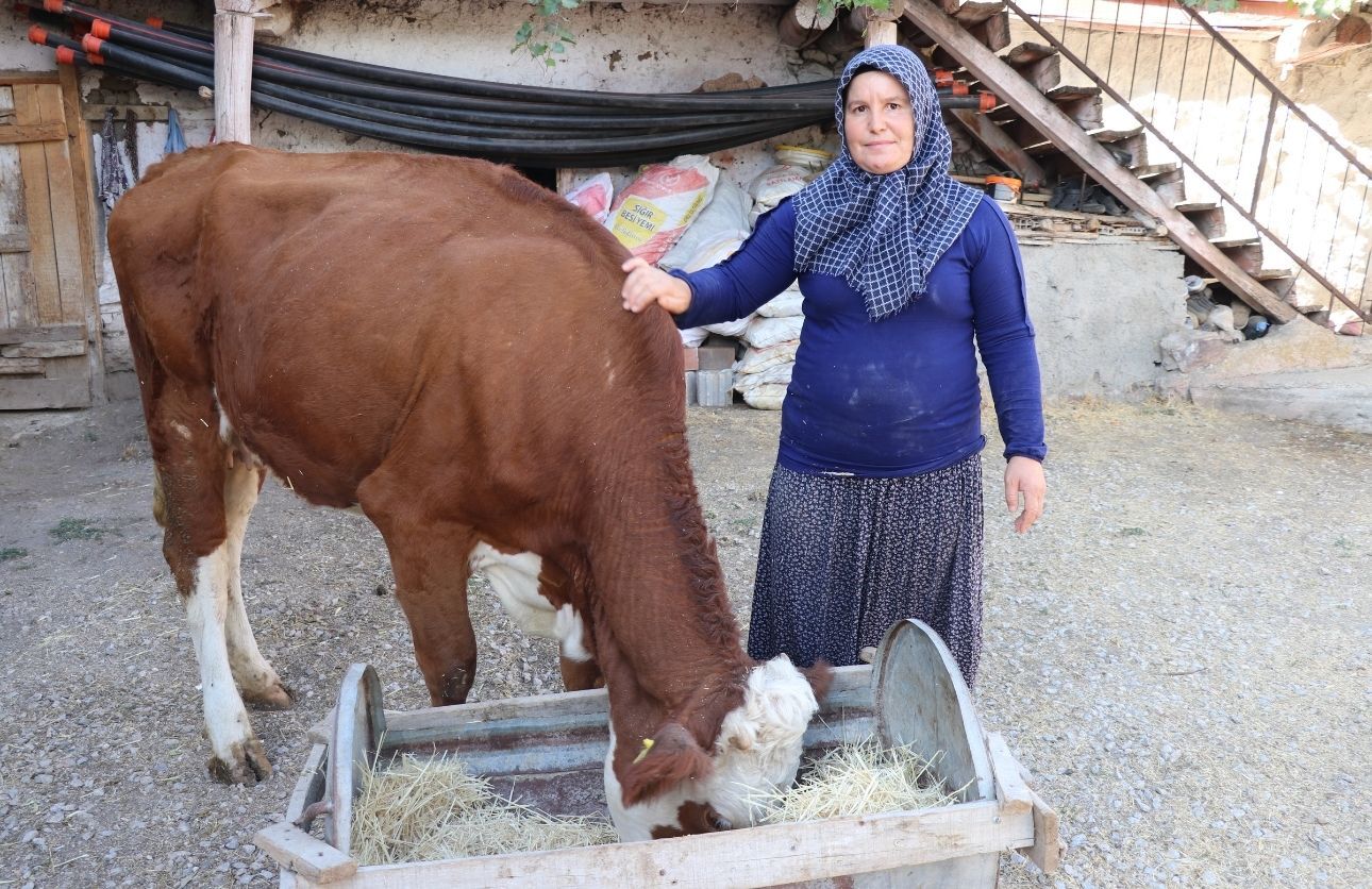 Hibe Hayvancılık (2)