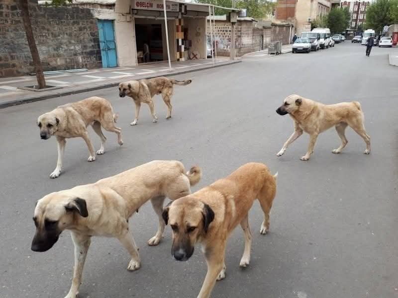 Sokağa Bırakanlara Uyarı