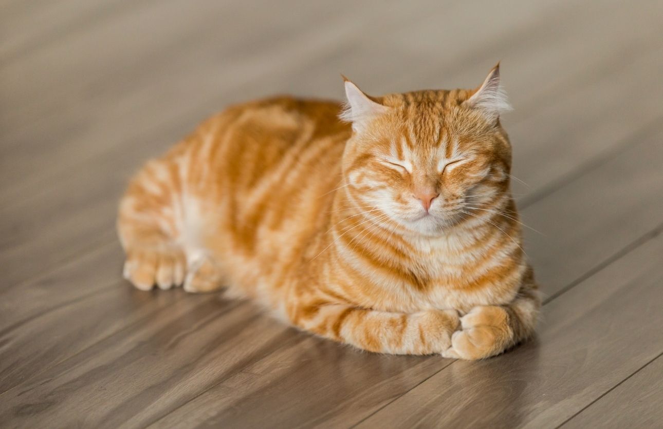 Turuncu Kedi (3)