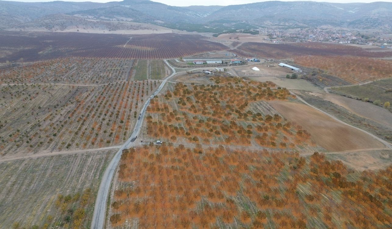 Kabalı (3)