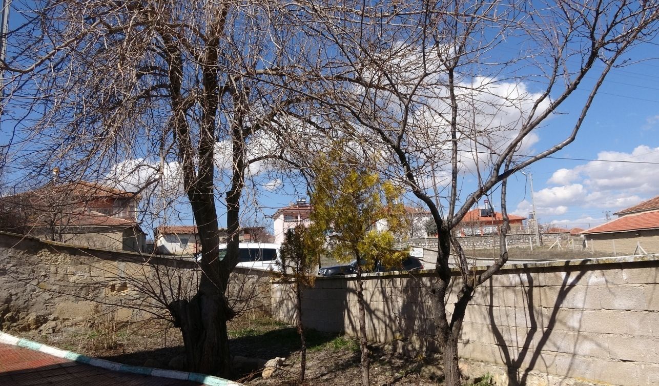 Büyükincirli Köyünde Incirden Geriye Sadece Isim Kaldı (2)