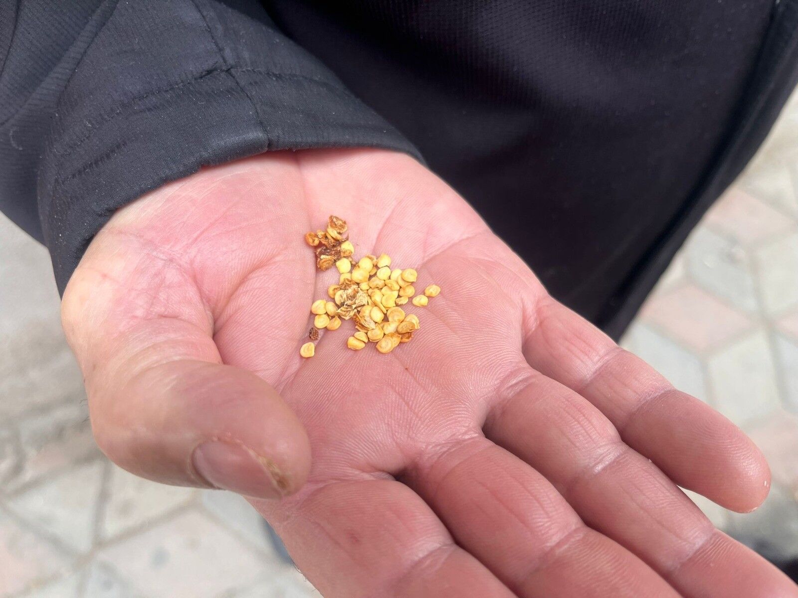 Yozgat’ta Ata Tohumlarıyla Tarım Canlanıyor (2)