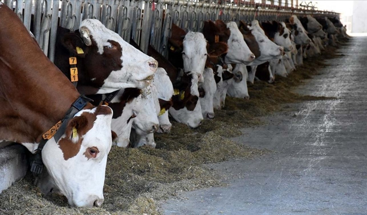 Kurbanlık Fiyatları Belli Oldu 2026’Da Küçükbaş Ve Büyükbaş Kurbanlıklar Ne Kadar (6)