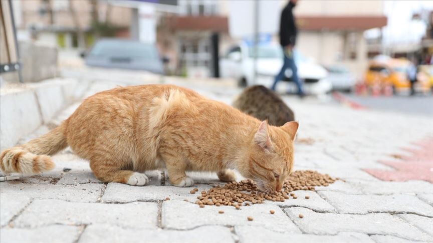 Sokak Hayvanlarına Destek (1)