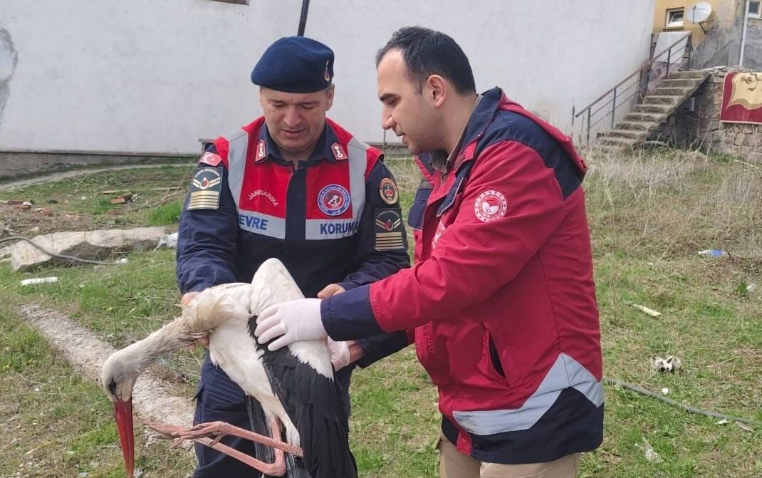 Yaralı Leylek Tedaviye Alındı (2)