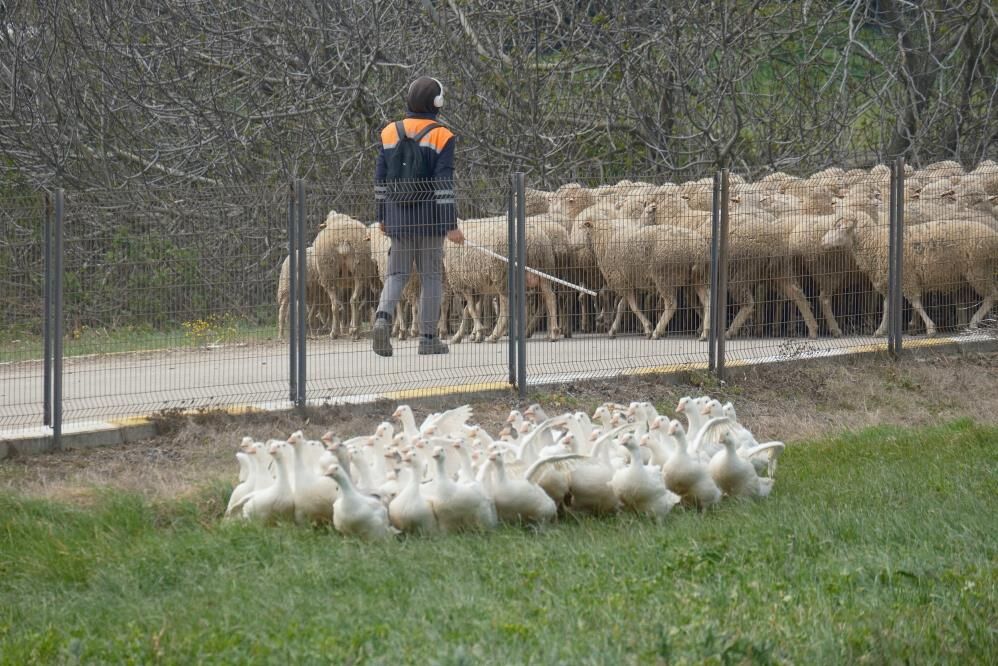 Anne Hattı Yozgat, Baba Hattı Bandırma5