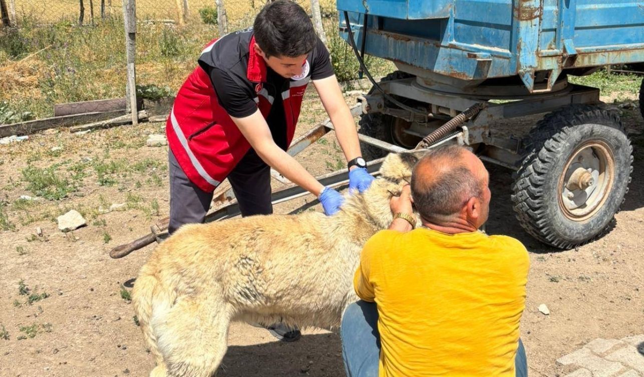 Yozgat’ta Mikroçip Ve Kuduz Aşısı Zorunlu Cezalar Açıklandı (2)