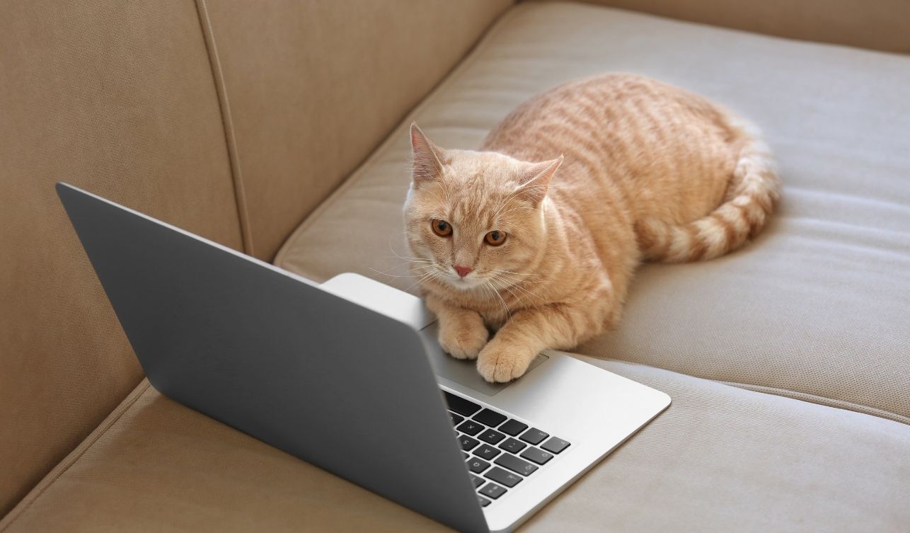 Kedi (1)