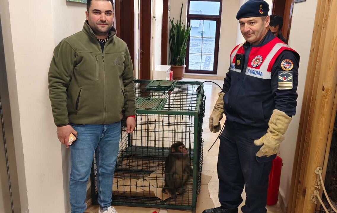 Hint Şebeği Maymun