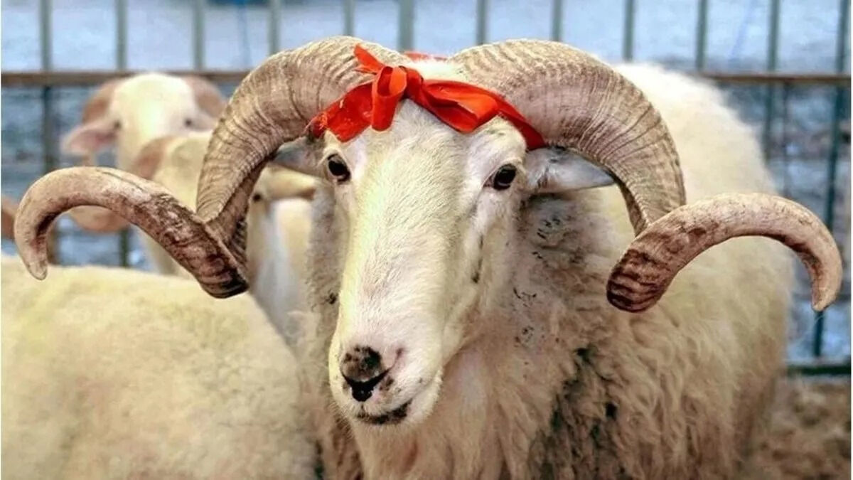 Kurban Bayramı (1)