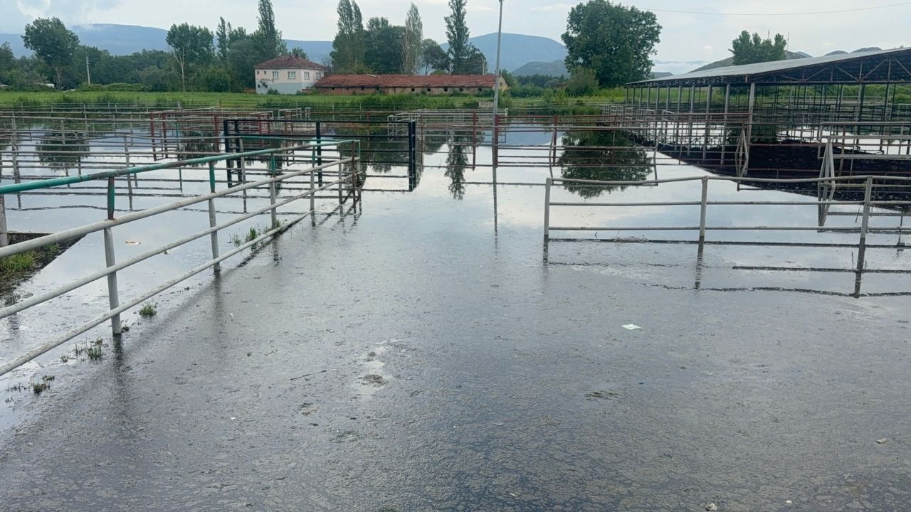 Hayvan Pazarı Su Altında Kaldı (1)