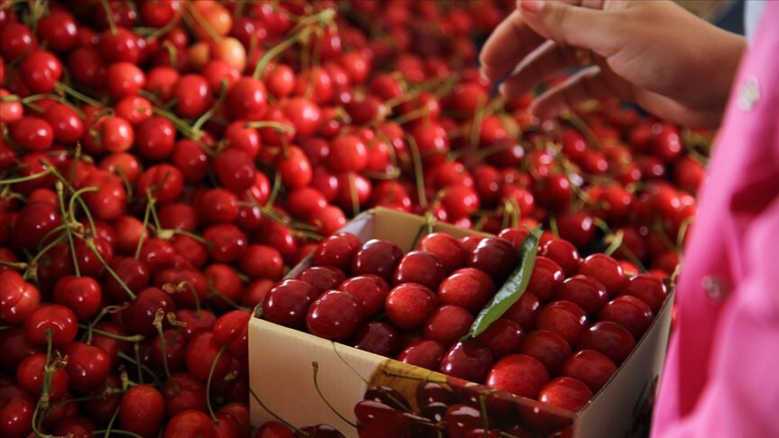 Üreticilere Kiraz Sineği Uyarısı (3)