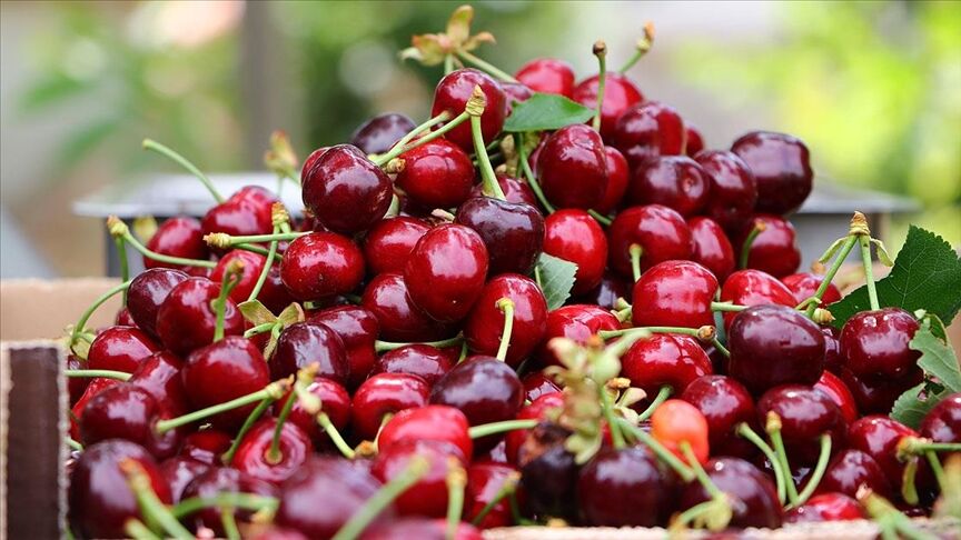 Üreticilere Kiraz Sineği Uyarısı (4)